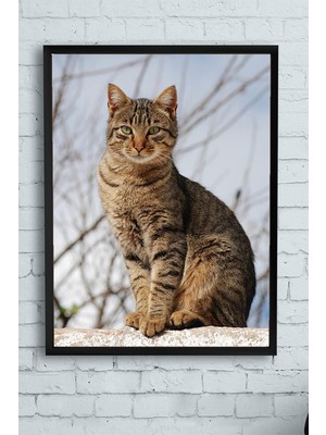 Postermanya Kedi Hayvan Çerçeveli Tablo  21 x 30 cm