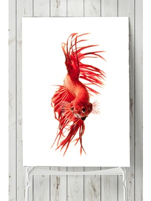 Postermanya Sanatsal Balık Hayvan Posteri  40 x 60 cm