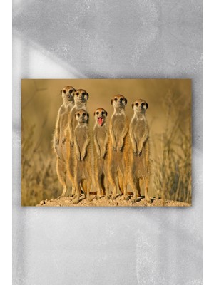 Postermanya Mirketler Eğlenceli Mizahi Poster  40 x 60 cm