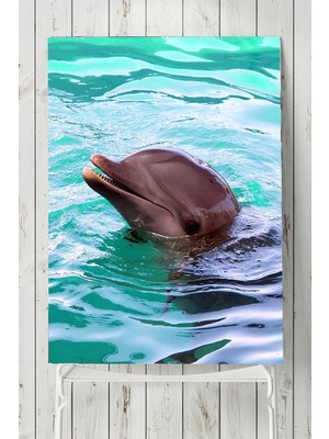 Postermanya Yunus Balığı Hayvan Posteri  40 x 60 cm