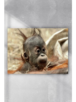 Postermanya Yavru Maymun Eğlenceli Mizahi Poster  40 x 60 cm