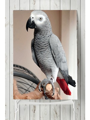 Postermanya Papağan Hayvan Posteri  40 x 60 cm