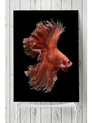 Postermanya Sanatsal Balık Hayvan Posteri  40 x 60 cm