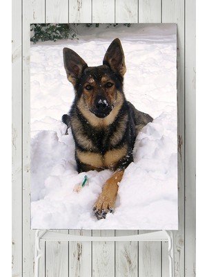 Postermanya Kurt Köpeği Hayvan Posteri  40 x 60 cm