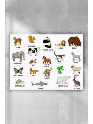 Postermanya İngilizce Hayvanlar Eğitim Posteri  40 x 60 cm