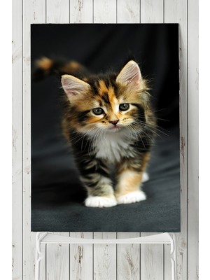 Postermanya Kedi Hayvan Posteri  40 x 60 cm