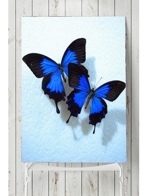 Postermanya Kelebek Hayvan Posteri  40 x 60 cm