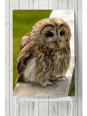 Postermanya Baykuş Hayvan Posteri  40 x 60 cm