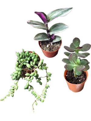 Socactus Para Ağacı Çiçeği - Tespih Çiçeği - Tradescantia Zebrina Kaktüs&sukulent