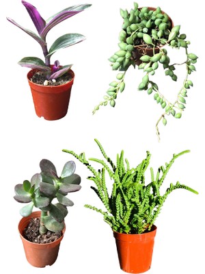 Socactus Prenses Çamı - Para Ağacı Çiçeği - Tespih Çiçeği- Tradescantia Zebrina Kaktüssukulent 4'lü