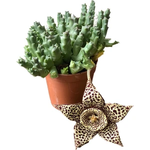Orbea Variegat - Kaktüs Sukulent