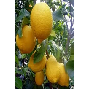 Kardeşler Fi̇dancılık Mayer Limon Fidanı