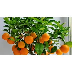 Kardeşler Fi̇dancılık Washıngton Portakal Fidanı