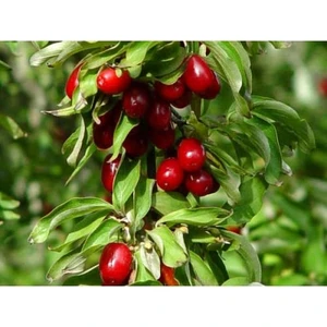 Taskar Peyzaj Ergen (Kızılcık) Fidanı  - TÜPLÜ 40-50 cm