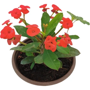 Torubahce Mini Euphorbia Milii Kaktüs Dikenler Tacı Kırmızı Renkli 5 cm x 10 cm
