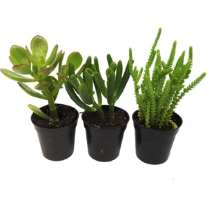 Crassula Para Ağacı Seti 3 Adet Bitki