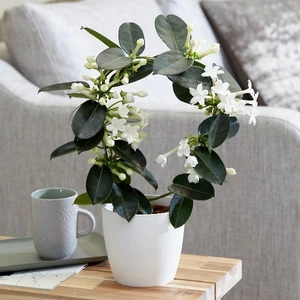 Salon Bitkileri Madagaskar Yasemini Stephanotis Çiçeği Beyaz