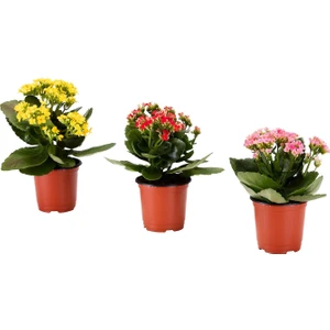 Salon Bitkileri Kalanşo Çiçeği 3'lü