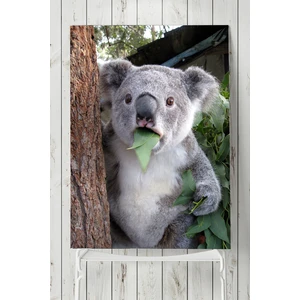 Koala Hayvan Posteri  40 x 60 cm
