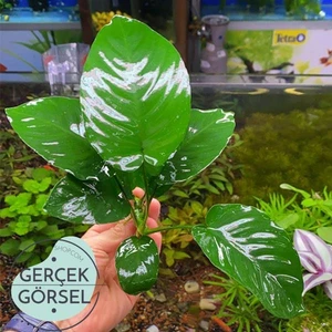Akvaryum Bitkileri Anubias Broad Leaf 6-7 Yapraklı Canlı Bitki L