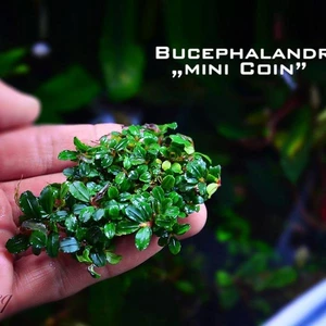 Akvaryum Bitkileri Bucephalandra Mini Coin Saksı Canlı Bitki
