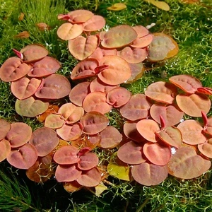 Akvaryum Bitkileri Phyllanthus Fluitans Su Üstü Canlı Bitki