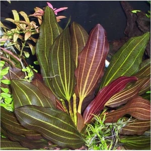 Akvaryum Bitkileri Echinodorus Red Rubin Saksı Canlı Bitki