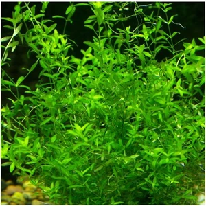 Akvaryum Bitkileri Micranthemum Micranthemoides Cup In Vitro Canlı Bitki