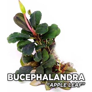 Akvaryum Bitkileri Bucephalandra Apple Leaf Saksı Canlı Bitki