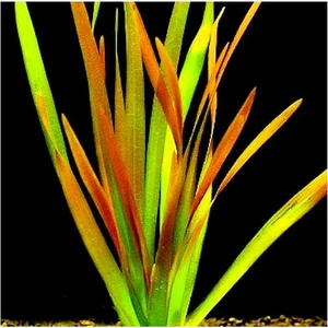 Akvaryum Bitkileri Vallisneria Rubra Canlı Bitki