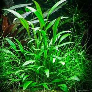 Akvaryum Bitkileri Cryptocoryne Willisii Saksı Canlı Bitki
