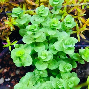 Akvaryum Bitkileri Rotala Indica Green Saksı Canlı Bitki