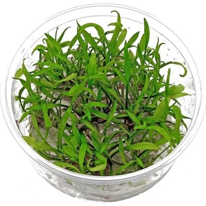 Akvaryum Bitkileri Cryptocoryne Parva Cup Canlı Bitki