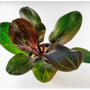 Akvaryum Bitkileri Echinodorus Hadi Red Pearl Saksı Canlı Bitki