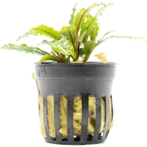 Akvaryum Bitkileri Bucephalandra Velvet Saksı Canlı Bitki