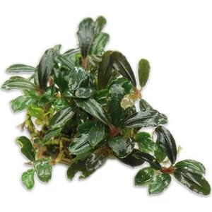 Akvaryum Bitkileri Bucephalandra Brownie Blue Saksı Canlı Bitki