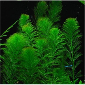Akvaryum Bitkileri Myriophyllum Elatinoides Saksı Canlı Bitki
