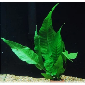 Akvaryum Bitkileri Bolbitis Asiatica Saksı Canlı Bitki