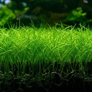 Akvaryum Bitkileri Eleocharis Parvulus Mini Saksı Canlı Bitki