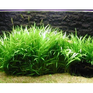 Akvaryum Bitkileri Echinodorus Latifolius Xingu Saksı Canlı Bitki