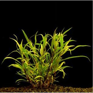 Akvaryum Bitkileri Hygrophila Lacustris Saksı Canlı Bitki