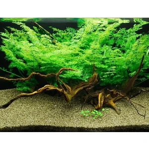 Akvaryum Bitkileri Ceratopteris Thalictroides Saksı Canlı Bitki