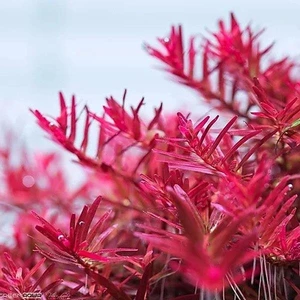 Akvaryum Bitkileri Rotala Indica Red In Vitro Canlı Bitki