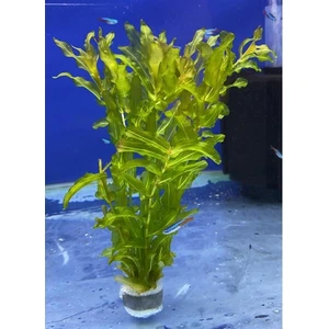 Akvaryum Bitkileri Potamogeton Crispus Saksı Canlı Bitki