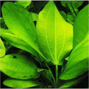 Akvaryum Bitkileri Echinodorus Cordifolius Saksı Canlı Bitki