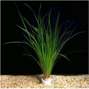 Akvaryum Bitkileri Cyperus Juncus Saksı Canlı Bitki