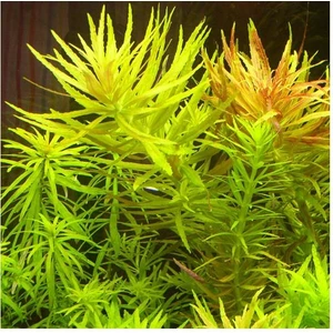 Akvaryum Bitkileri Limnophila Aromatica Saksı Canlı Bitki