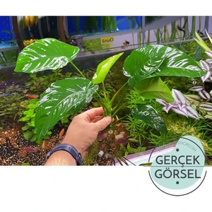 Akvaryum Bitkileri Anubias Broad Leaf 6-8 Yapraklı Canlı Bitki Xl
