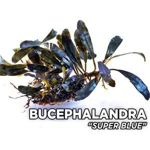 Akvaryum Bitkileri Bucephalandra Super Blue Saksı Canlı Bitki