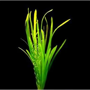 Akvaryum Bitkileri Vallisneria Spiralis Saksı Canlı Bitki